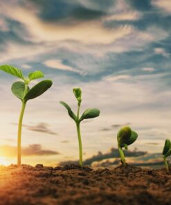 Fototapeta Rostoucí rostliny