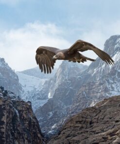 Fototapeta Orel v horách