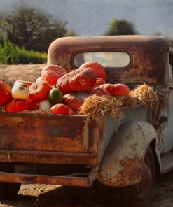 Fototapeta Pumpkins on the Pace