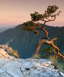 Fototapeta Pine on the Rock