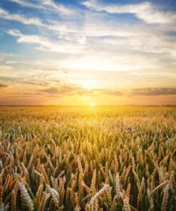 Fototapeta Západ slunce nad pšenicí