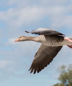 Fototapeta Šedá husa v letu
