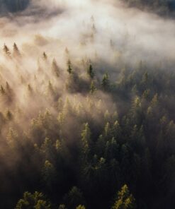 Fototapeta Misty forest 4