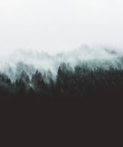 Fototapeta Misty forest 5