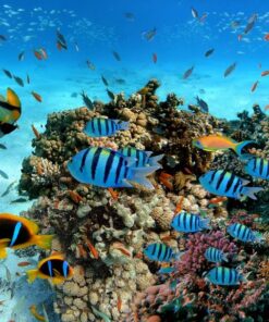 Fototapeta Exotické ryby a korálový útes