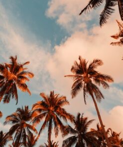 Fototapeta Palmy a obloha