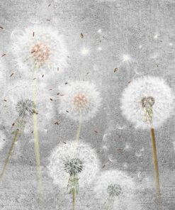 Fototapeta Bílé pampelišky