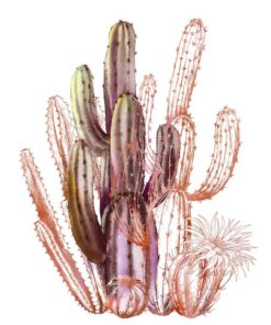 Samolepka na stěnu Kaktusy na bílém pozadí