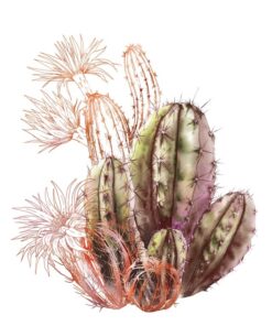 Fototapeta Kvetoucí kaktusy 3