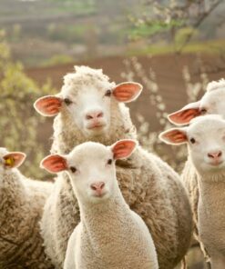 Fototapeta Stádo ovcí