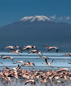 Fototapeta Plameňáci a Kilimandžáro