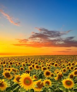 Fototapeta Slunečnice při západu slunce