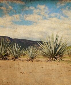 Fototapeta Yucca rostliny