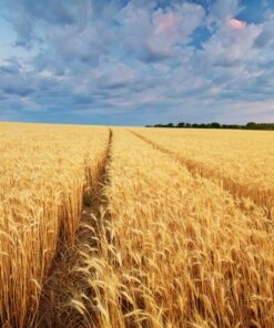 Fototapeta Pšeničné pole