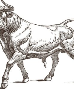 Fototapeta Postava býka