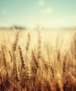 Fototapeta Klasy pšenice