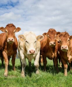 Fototapeta Dairy Cows