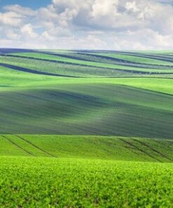 Fototapeta Panoramic Fieldy