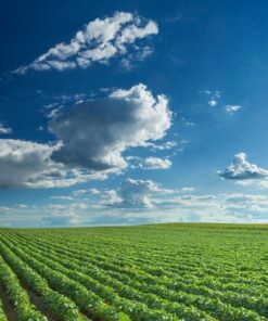 Fototapeta Soi Fields