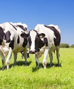 Fototapeta Černé a bílé krávy