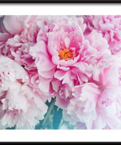 Plakát růžové pivoňky