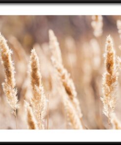 Plakát trávy pampy