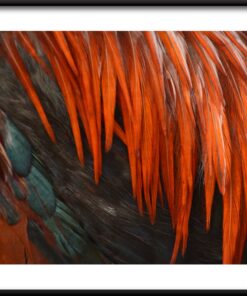 Plakát s červeným peřím