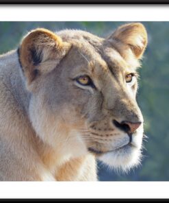 Portrét lva plakátu