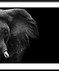 Plakát slon bez klu