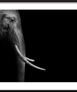 Profil slona plakát
