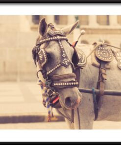 Plakát šedého koně