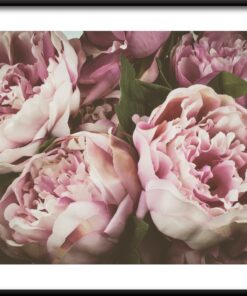 Pivoňka květiny plakát