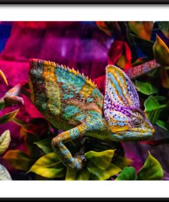 Barevný chameleon plakát