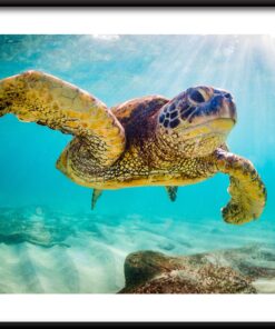 Plakát plavající želva