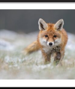 Plakát chodící liška