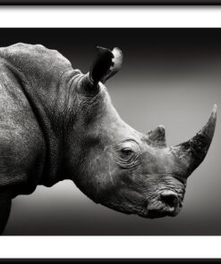 Plakát Nosorožec v černém