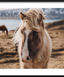 Kůň zblízka plakát