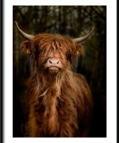 Divoké oči plakát