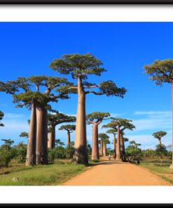 Plakát V Exotickém Lese