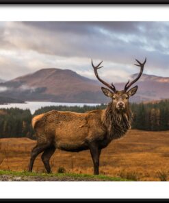 Krása jelen plakát