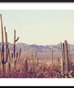 Plakát kaktusového lesa