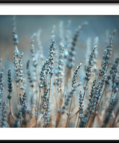 Plakát mladé levandule