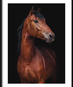 Krása koně plakát