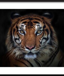 Setkání s plakátem tygra