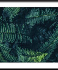 Plakát Fern Leaves
