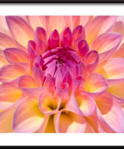 Dahlia květinový plakát