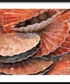 Plakát Pearl Shells