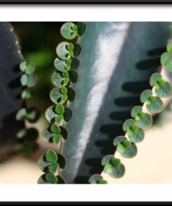 List živorodé rostliny