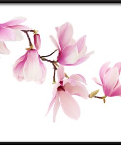 Plakát růžové orchideje