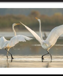 Páření taneční plakát